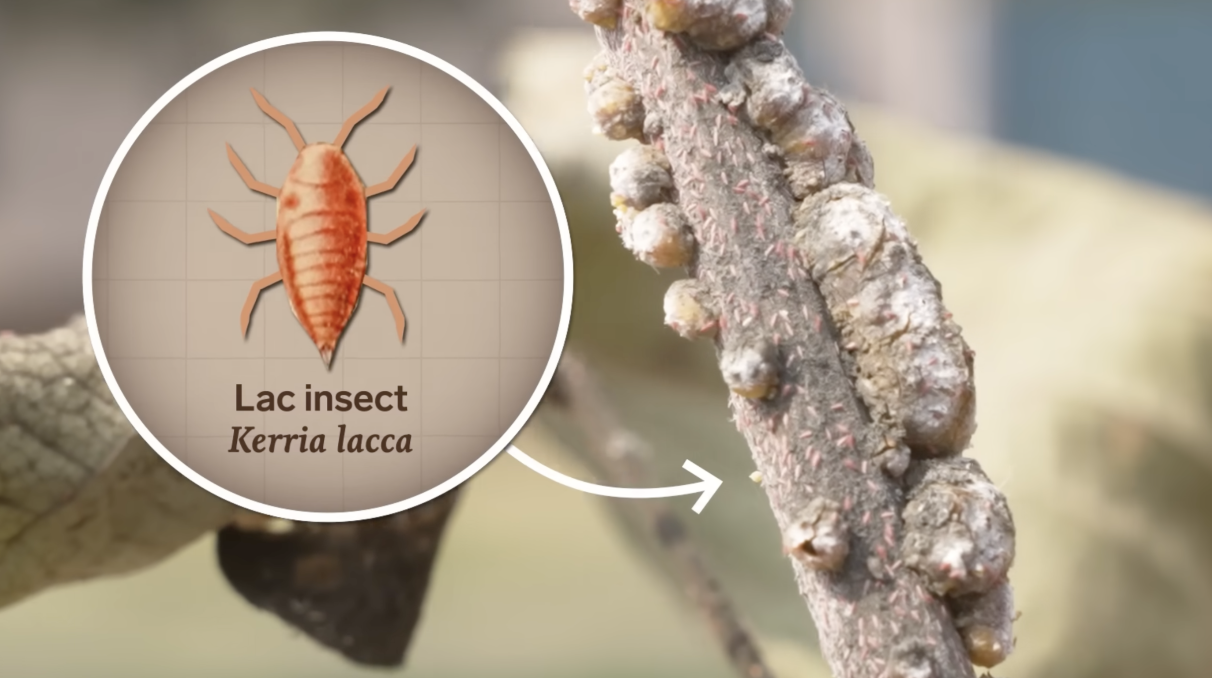 Lak Insect The Science and Art of Lac: Understandingthe Natural Resin Behind Your ...